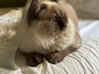 British longhair oğlumuza yeni yuva arıyoruz