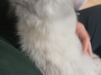 Satılık 10 aylık erkek gri/beyaz british shorthair