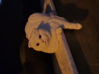 Scottish fold uysal