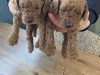 Garantili Toy Poodle yavrular