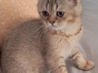 Golden Dişi Aslan Kedimiz