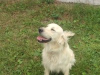 KARİZMATİK Oğlumuz Alfaya Kız Arıyoruz golden