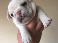 Exotic french bulldog