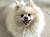 En Uygun Aşılı Pomeranian