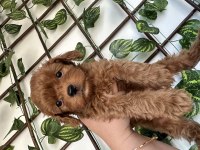Mini toy poodle köpeğimiz