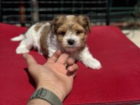 Petmode köpek çiftliğinden tea cup morkie