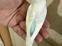 30 Günlük Renk Güzeli Oğlan Muhabbet Kuşu