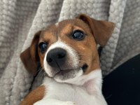 Jack russell iş dolayısıyla sahiplendirmek istiyorum