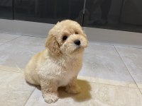 Orijinal Maltipoo yavru Terrier melezi değil
