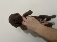 Toy poodle yavru köpeğimiz