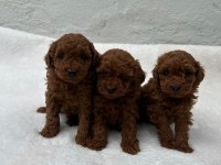 Anatomi Güzeli Poodle Bebekler