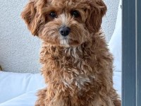 Cavapoo Yavruları Sağlık Ve Irk Garantili