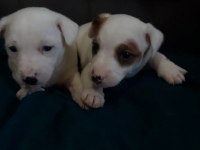 Jack Russell Kardeşler