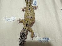 ACİL SATILIK DİŞİ DAMIZLIK LEOPARD GECKO