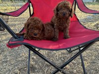OYUNCAK AYICIK RED BROWN TOY POODLE BEBEKLER