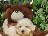 Minik Maltese Dostumuz