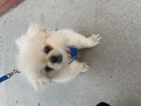 Yavru pekinez köpeği