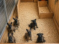 Üst Düzey Muhteşem Anatomi Hırslı Malinois Yavrular