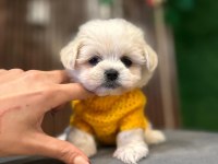 KORE MALTESE YAVRULARI