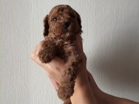 Ev ortamında bakılan kendi köpeğimizin yavrularıdır