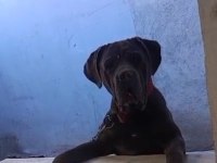 Cane Corso yavrularımız A kalite Irk garantili teslim