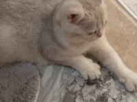 British shorthair dişi yavru