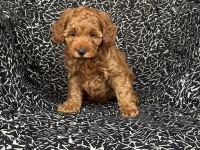 Dişi Poodle Yavru