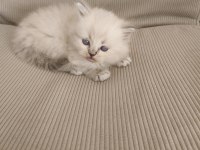 Longhair kedimiz yavru