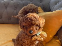 Show Kalite Toy Poodle Bebekler