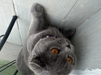 Ücretsiz sahiplendirecek takip şartı ile scottish fold