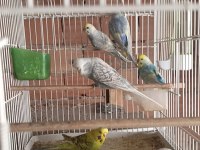 Jumbo muhabbet kuşu yavru