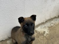 A KALİTE BELÇİKA MALİNOİS KURDU SON ERKEK AŞILAR TAM