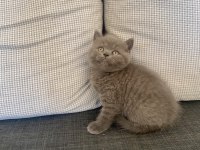 Birbirinden Güzel Ve Oyuncu British Shorthair Yavrularım