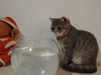 British shorthair 8 aylık