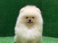 Ayı surat pomeranian yavrular