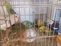 Ele alıştırmak yavru muhabbet kuşları