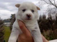 Husky (sibirya kurdu) yavrularımız