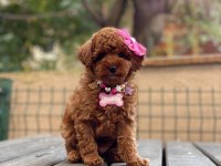 AŞILI TÜY DÖKMEYEN MİCRO BOY TOY POODLE