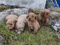 Kilo Ve Boy Garantili Maltipoo Yavrular İstanbul