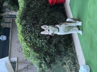 Jüpiter 7 aylık dişi husky