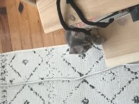 Saf kan Scottish fold srite erkek