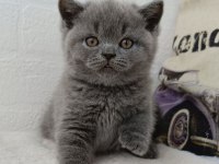 Safkan British Shorthair Gri Yavrular