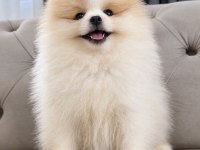 Erkek pomeranian boo party colour