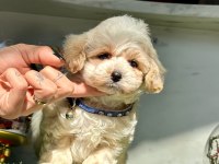 Dizayn ırk sevimli maltipoo yavrular
