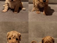 A kalite teacup Toy Poodle yavrularımız