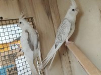 4 aylık civarı sultan papağanları