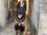 Belçika malinois yavrular 35 günlük