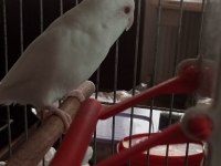 Albino kırmızı göz dişi forpus