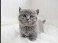 Munchkin kısa bacak kedimiz