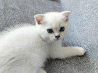 Temas bağımlısı maviş kız kedimiz